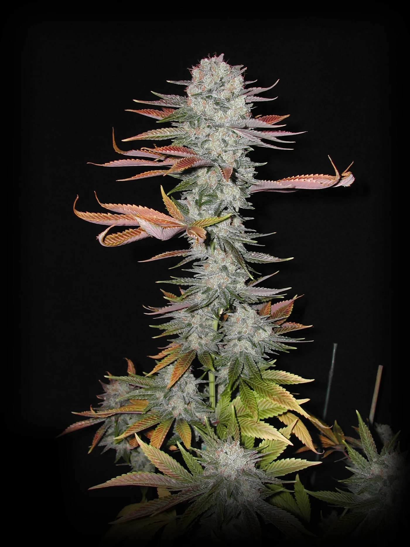 A tall flowering cola of AJ’s Sour Diesel against a black background, photographed in 2002